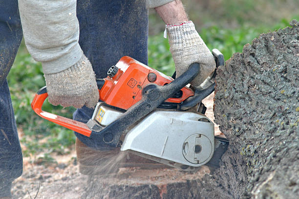 How Our Tree Care Process Works  in  Redmond, WA