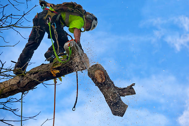 Professional Tree Services in Redmond, WA